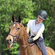 Dansk Varmblod Aggersvolds victoria