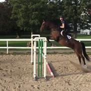 Dansk Varmblod Aggersvolds victoria