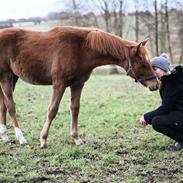 Palomino Stauslykkes fallulah