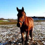 Oldenborg Muhlegaardens santos