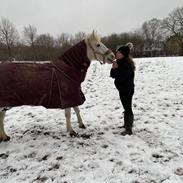 Hollandsk Sportspony Dalgårdens moonlight