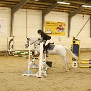 Hollandsk Sportspony Dalgårdens moonlight
