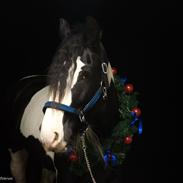 Irish Cob Lindes Josie