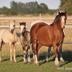 Welsh Mountain (sec A) Sejlstrups Mr. Swing King