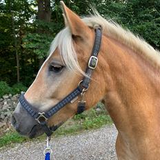 Haflinger Malous Mischa (lady) Solgt