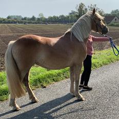 Haflinger Malous Mischa (lady) Solgt