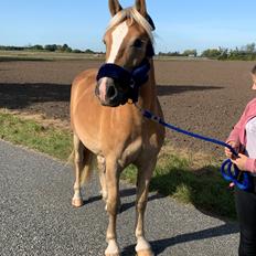 Haflinger Malous Mischa (lady) Solgt