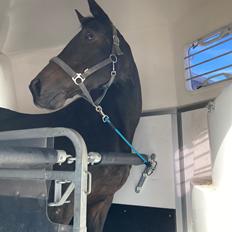 Trakehner Eighteen *Solgt*