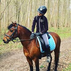 Anden særlig race Figaros Lille fix