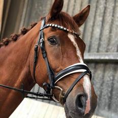 Dansk Varmblod Beris