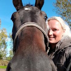 Dansk Varmblod Carlos H.