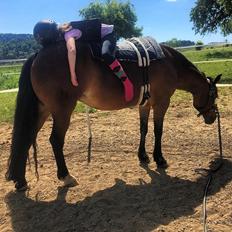 Welsh Cob (sec D) Etnies des Jodlies