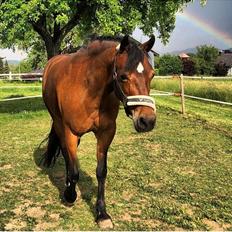 Welsh Cob (sec D) Etnies des Jodlies