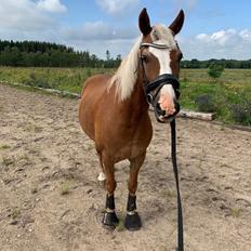 Welsh Pony (sec B) Bohemo Bogie