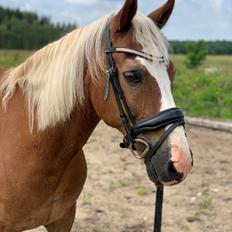 Welsh Pony (sec B) Bohemo Bogie