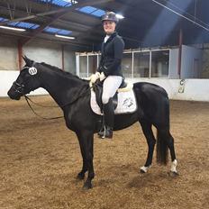 Welsh Partbred (Sec F) Struntze's Great Pleasure RSDH 784