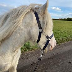 Irish Cob Unique Giants Envy