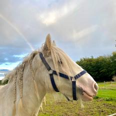 Irish Cob Unique Giants Envy