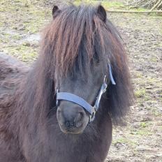 Shetlænder Ejstrups mirakel