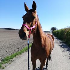 Traver Baby Princess (SOLGT) 