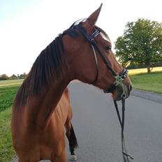 Traver Baby Princess (SOLGT) 