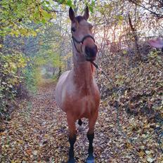 Frederiksborg Rasmus