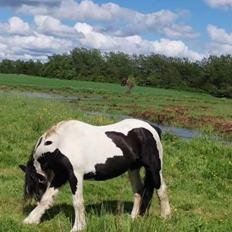Irish Cob Sarina