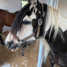 Irish Cob Enggårds Isabella