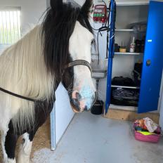 Irish Cob Enggårds Isabella