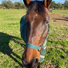 DSP Snorgaardens monark