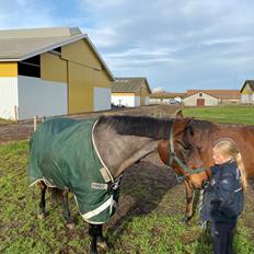 DSP Snorgaardens monark