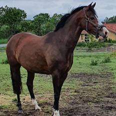 DSP Lykkehøjs Belle Ami 