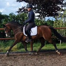 DSP Lykkehøjs Belle Ami 