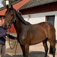 Dansk Varmblod Grace P