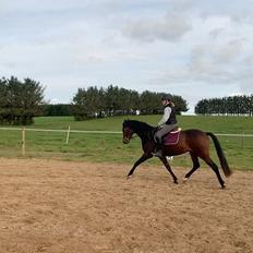 Dansk Varmblod Grace P