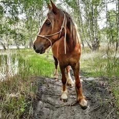 Anden særlig race Andy's Girl 