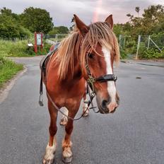 Anden særlig race Andy's Girl 