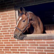 Dansk Varmblod Wibella 