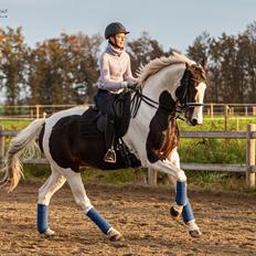 Pinto ALBERTO A KILA