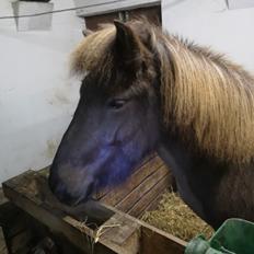 Islænder Drift frá Efsta-Seli