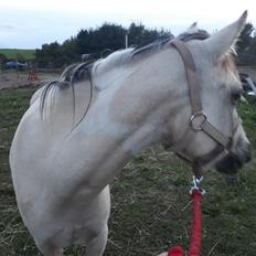 Welsh Partbred (Sec F) Askelys anemone