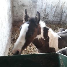 Irish Cob Crossbreed Ask