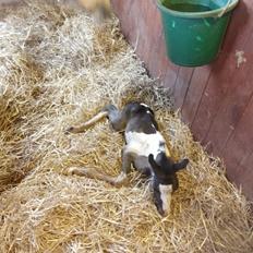 Irish Cob Crossbreed Ask