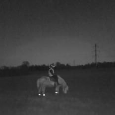 Islænder Ari (Tidligere part) 