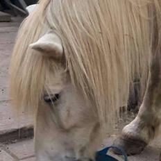 Islænder Ari (Tidligere part) 