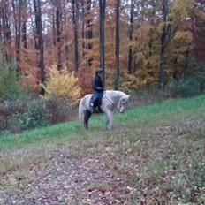 Islænder Ari (Tidligere part) 