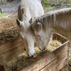 Connemara Cuilin Dubh Mary