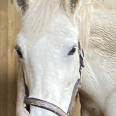 Connemara Cuilin Dubh Mary