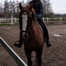 Anden særlig race Clogheen Bob (Tidligere pony)