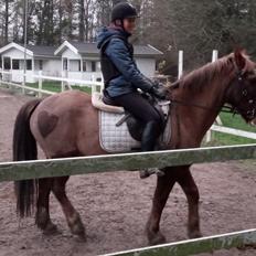 Anden særlig race Clogheen Bob (Tidligere pony)